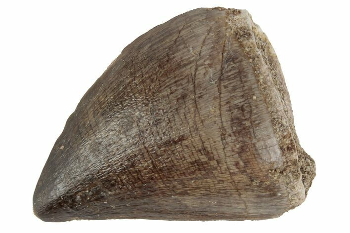 Fossil Mosasaur (Prognathodon) Tooth - Morocco #186543